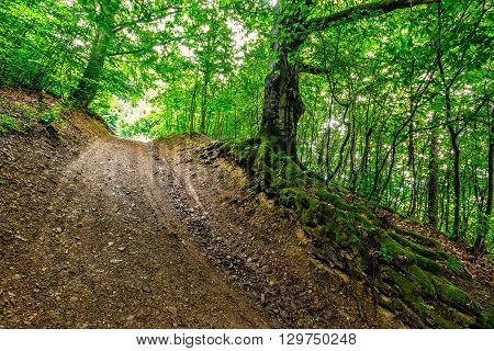 Path In To Deep Ancient Forest