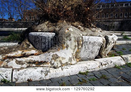 Tree Roots ability to adapt Causing Pavement Damage
