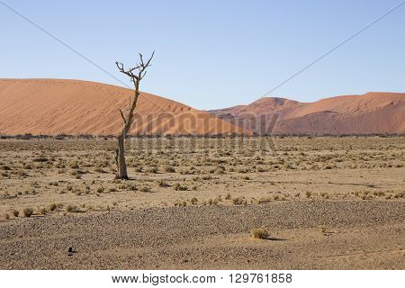 Red dunes in the Namib Desert in Sossusvlei in the Namib-Naukluft National Park of Namibia
