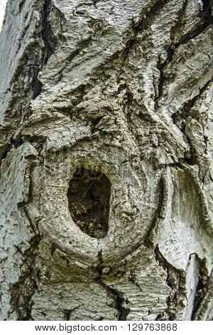 The bark on old wood carved with age.