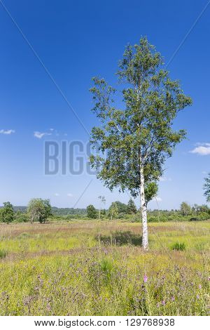 Moor Landscape In The High Fens, Belgium