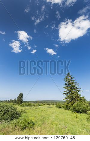 Bog Landscape In The High Fens, Belgium