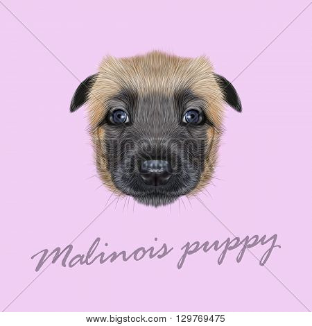Vector Illustrated Portrait of Malinois dog. Cute face of Belgian Shepherd puppy on pink background.