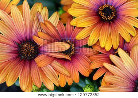 The Spanish Daisies or Marguerite come in many colors