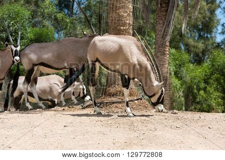 Portrait Of Gemsbok Oryx Gazelladominant Gemsbok Antelope
