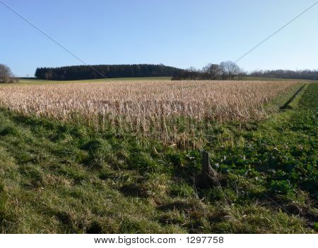 Campagna Idiallic scena