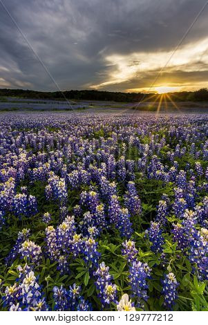 Beautiful Bluebonnets Field At Sunset Near Austin, Texas.
