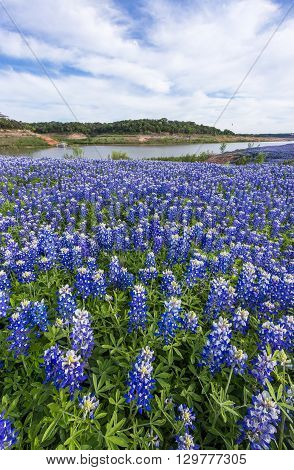 Close Up Texas Bluebonnet Filed  In Austin, Tx .