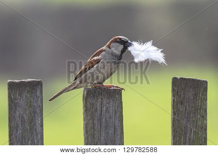 bird Sparrow sitting on wooden fence with a feather in its beak to build a nest