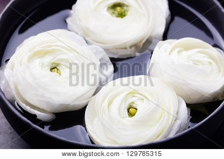 White floating ranunculus flowers. Spa wellness background Copy space