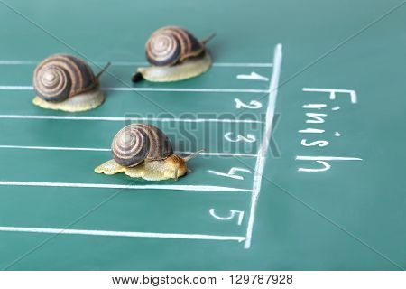 Brown Snails Run To The Finish Line