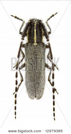 Agapanthia Maculicornis