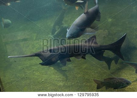American paddlefish (Polyodon spathula). Wild life animal. 