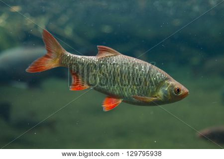 Common rudd (Scardinius erythropthalmus). Wild life animal. 