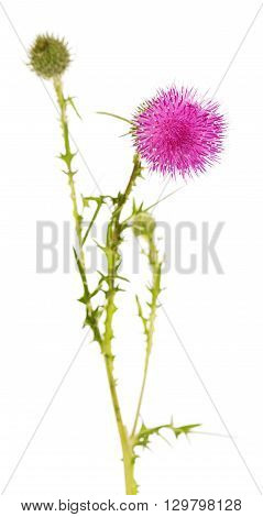 Beautiful thistle flower and unopened buds isolated on white background.