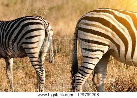 Two zebras in a field. The mother and her child.