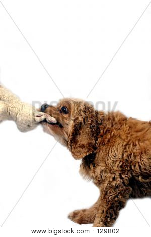 สุนัขเล่น