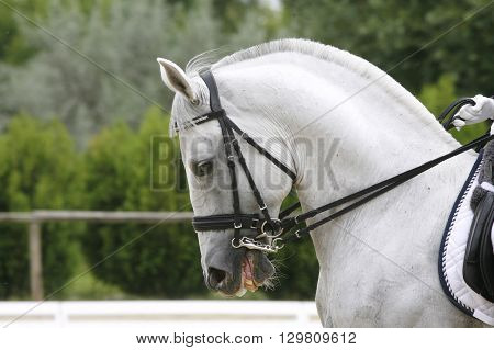 Side view portrait of a grey dressage horse during training outdoors