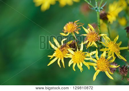 Bee on yellow flowers collecting nectar with a green background