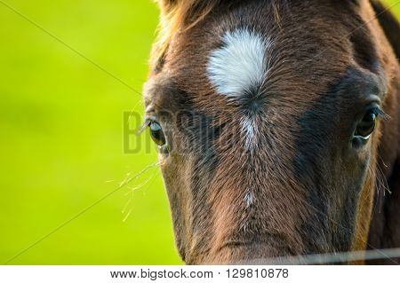 Closeup of a young brown horse head on the right, and a green grass background on the left