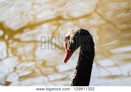 Black swan closup enjoying the sun on a autumn colored lake background