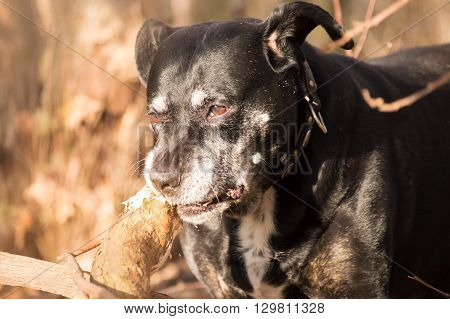 Black american stafford shire chewing on a tree in a autumn colored forest