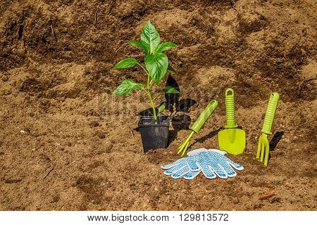Pot With Seedlings  Garden Tools Equipment Gloves Background  Black Soil