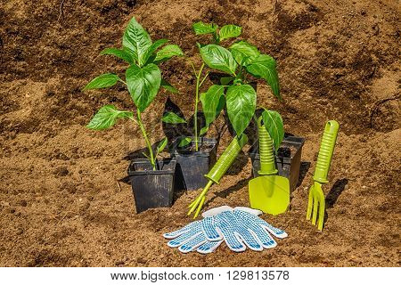 Pot With Seedlings  Garden Tools Equipment Gloves Background  Black Soil