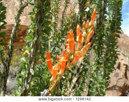 Ocotillo blomstrer