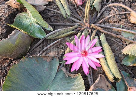 Pink lotus bloom in the morning on the dry groundThe concept of drought and patience.