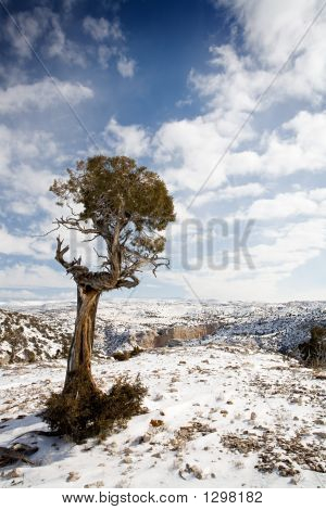 Lone Tree