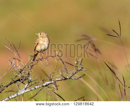 The paddyfield pipit, or Oriental pipit, is a small passerine bird in the pipit and wagtail family. It is a resident breeder in open scrub, grassland and cultivation in southern Asia and India.