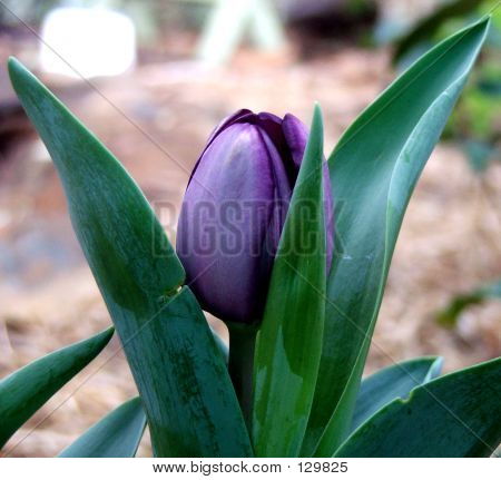 Tulip