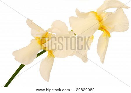 Two bearded iris isolated on white background.