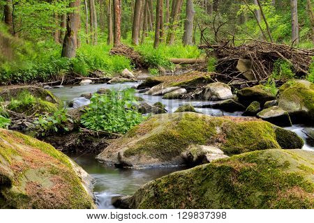 Small Wild River In Bohemian Forest