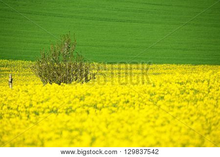 Beautiful Summer Rural Landscape