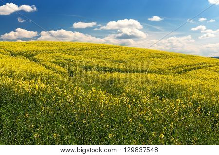 Beautiful Summer Rural Landscape