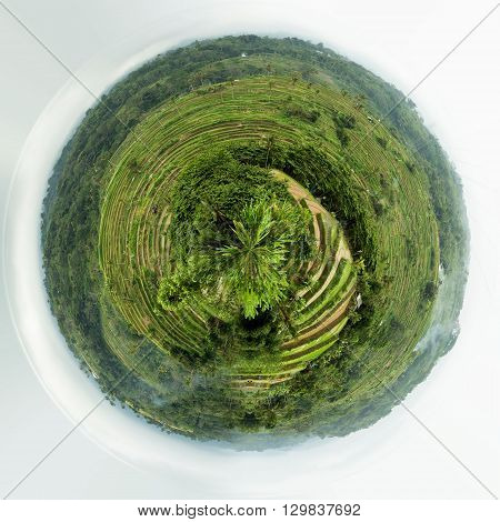 Rice Terraced Paddy Fields In Central Bali, Indonesia