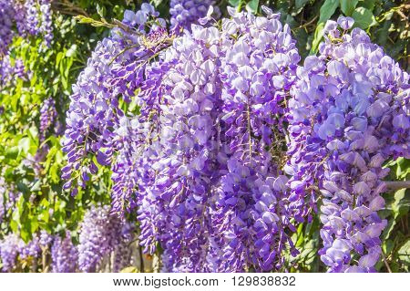 floral background blur beautiful purple wisteria blossoms in the park in Yalta