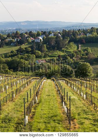VIENNA AUSTRIA - 7TH MAY 2016: Part of Kahlenberg and wineries on the outskirts of Vienna during the spring. Wine plantations can be seen starting to blossom