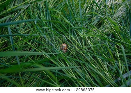Snail on the grass in the garden in Germany
