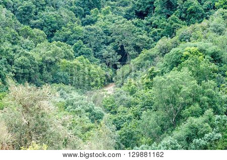 A glimps of the Prince Alfred Pass where it passes through the dense Knysna Forest. At 68 km it is the longest mountain pass in South Africa