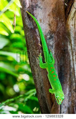 Detail View Of A Green Lizard In A Zoo