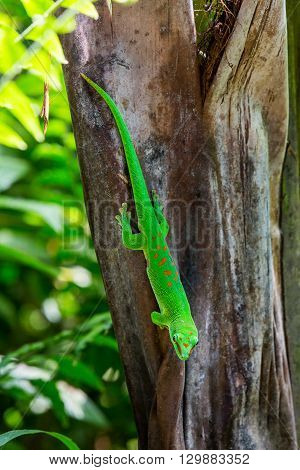 Detail View Of A Green Lizard In A Zoo