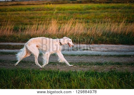 White Russian Borzoi Gazehound Fast Running In Summer Meadow. These Dogs Specialize In Pursuing Prey, Keeping It In Sight, And Overpowering It By Their Great Speed And Agility