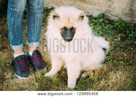 Gray Keeshound, Keeshond, Keeshonden Dog Or German Spitz, Wolfspitz Sitting On Grass Is At Feet Of Mistress