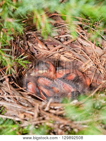 Northern Cardinal nest in a Cedar tree with tiny baby birds