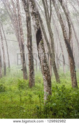 View on caoutchouc tree forest plantation, Malaysia