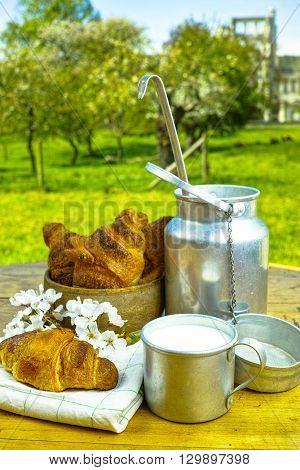 Aluminum milkcan witn organic milk and fresh baked croissants in the green spring garden