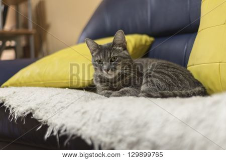 lazy  cat  lay down on  the couch